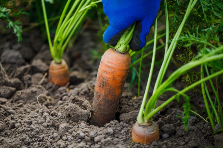Come Coltivare Carote Perfette: Dalla Semina alla Raccolta