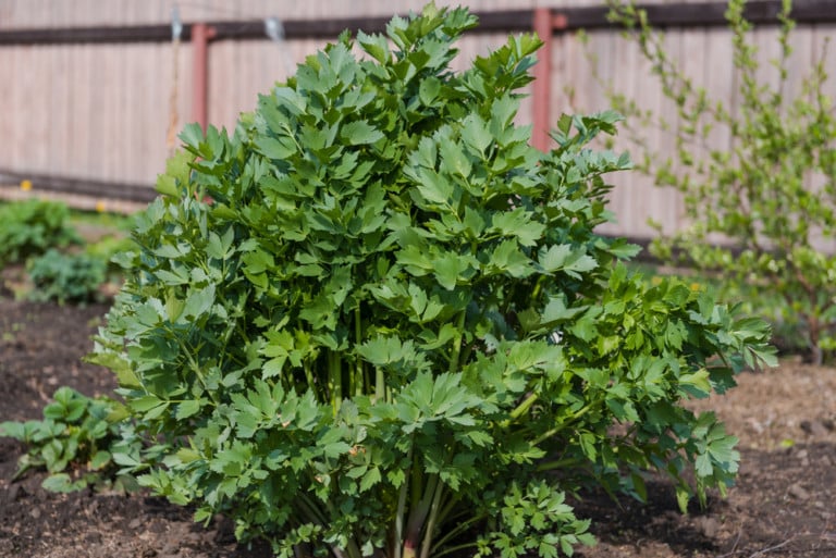 Come coltivare e utilizzare il levistico: l’erba dimenticata da avere nel giardino