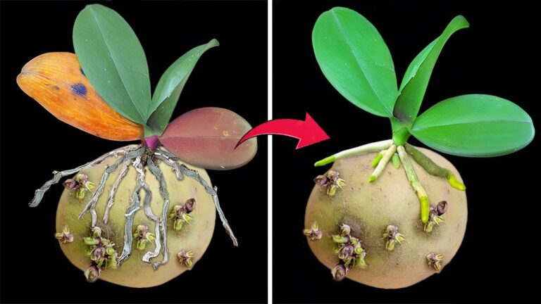 3 Segreti per Far Crescere le Orchidee Senza Radici con la Patata