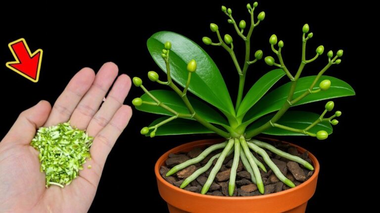 1 Cucchiaio per far fiorire anche le orchidee più deboli! Scopri il segreto!