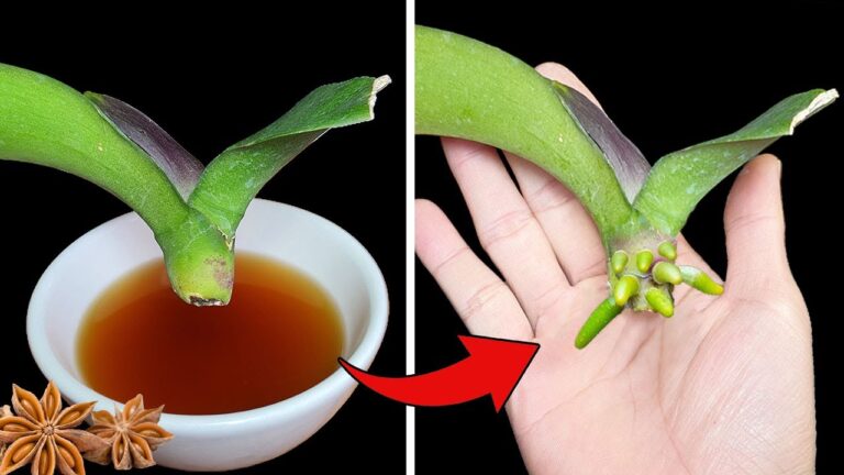 5 segreti magici per far radicare rapidamente le orchidee! Scopri come!