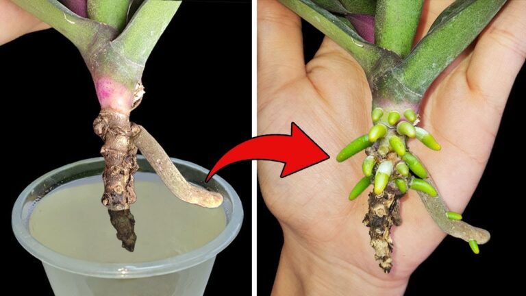 5 segreti per risvegliare le orchidee in difficoltà e farle rifiorire!