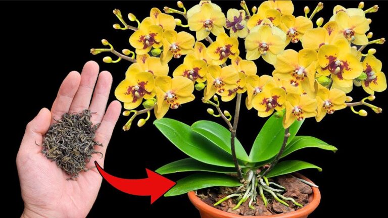 5 segreti per far fiorire le tue orchidee in modo magico!