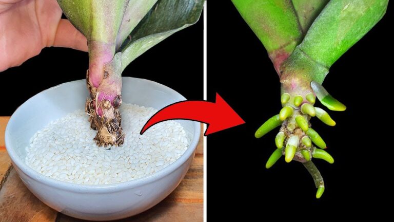 Scopri il metodo magico per far crescere radici nelle orchidee in 3 semplici passi!