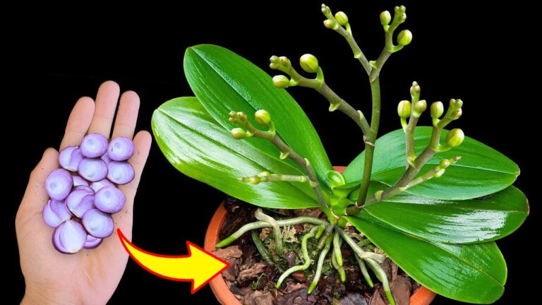Scopri 5 segreti per far fiorire le orchidee come mai prima d’ora!