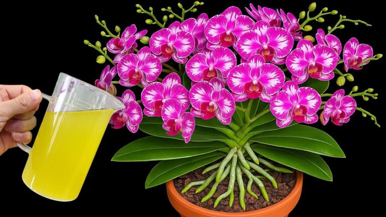 Fai fiorire le tue orchidee: 5 segreti per fiori duraturi e splendenti!