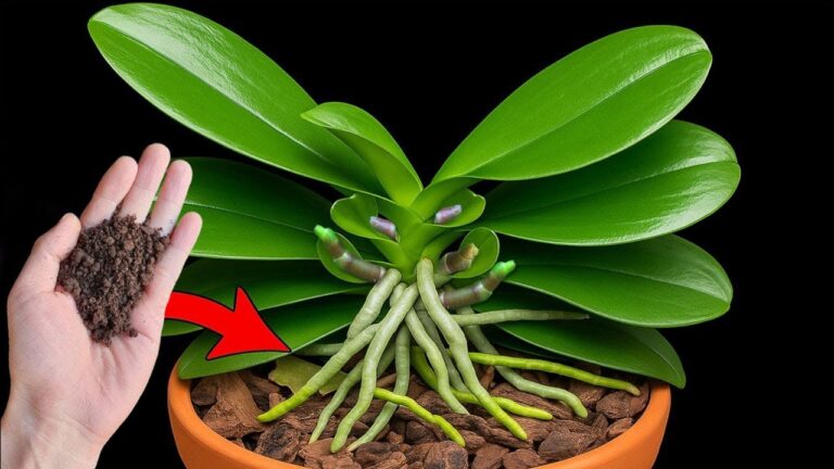 Scopri il segreto: 1 cucchiaio per fiori di orchidea che crescono del 500%!