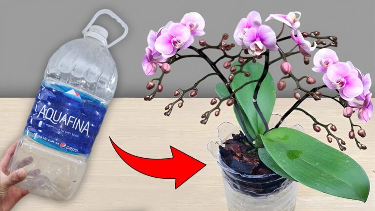 7 segreti per far fiorire le orchidee tutto l’anno e farle radicare subito!