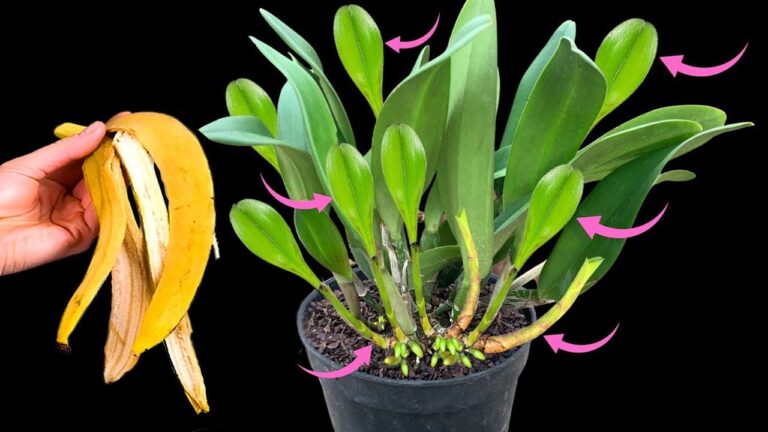 Fai crescere la tua orchidea in 7 giorni con questo semplice trucco!