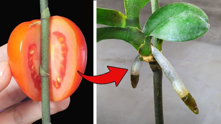 Scopri 5 frutti magici per far crescere orchidee strabilianti!