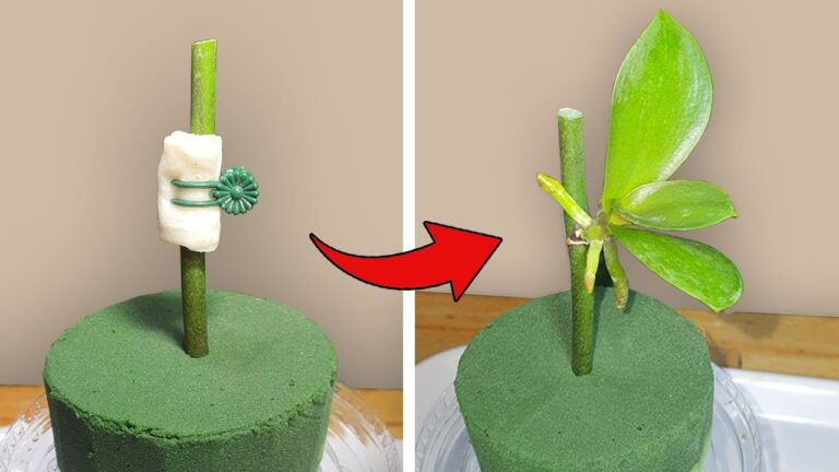 5 idee per far crescere orchidee in casa: scopri come fare!