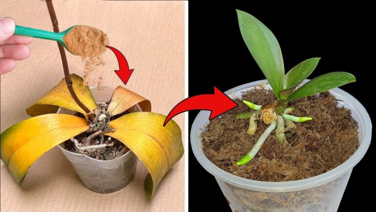Riscopri 5 trucchi per riavviare orchidee appassite in modo semplice e veloce!