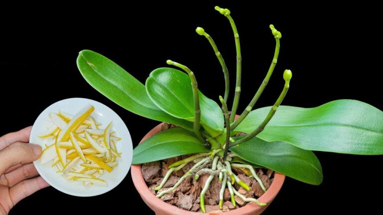 5 modi sorprendenti per far crescere le orchidee con la buccia di pompelmo!
