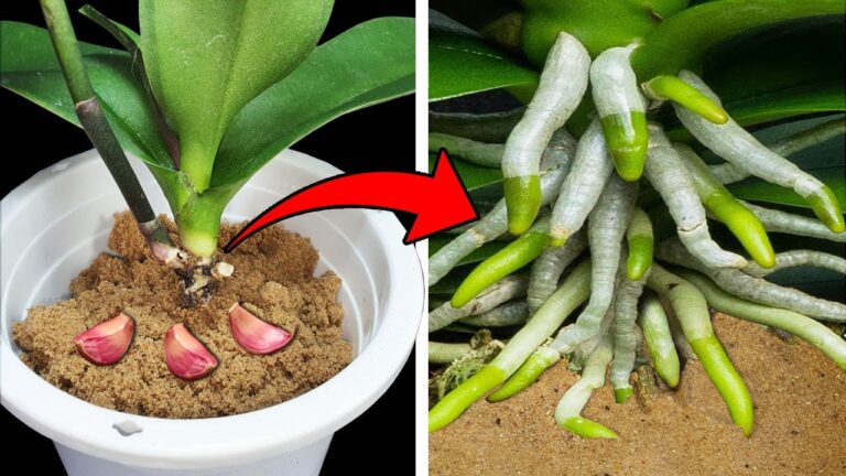 Rivitalizza le tue orchidee: 5 segreti con terriccio e radici da non perdere!