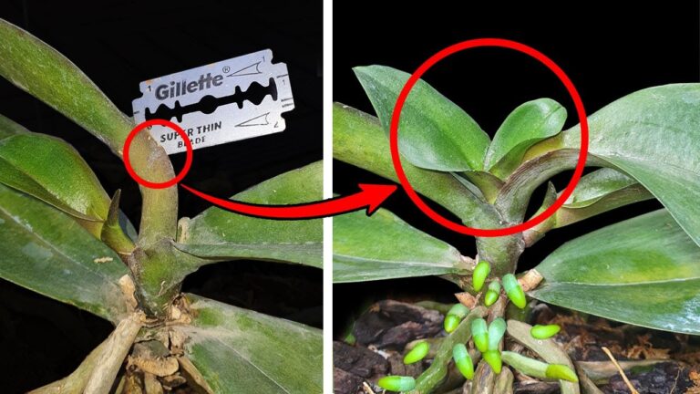Scopri 5 segreti per far crescere foglie nuove alle orchidee subito!
