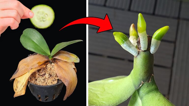 Scopri 1 trucco sorprendente per far rinascere le orchidee e avere nuove radici!