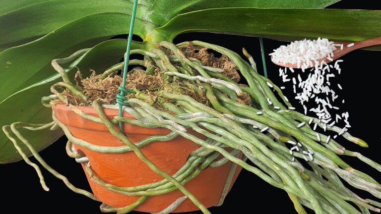 Scopri 5 segreti per far fiorire le orchidee in modo sorprendente!