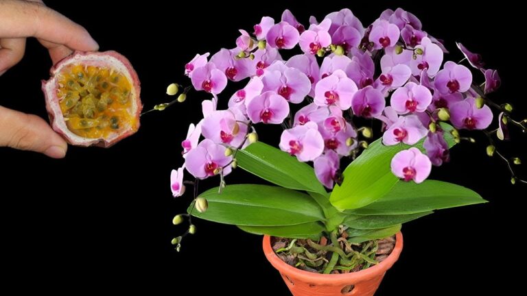 5 segreti per fare fiorire le orchidee in modo magico e sorprendente!