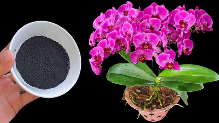 Scopri 1 polvere magica per far fiorire le tue orchidee come mai prima d’ora!