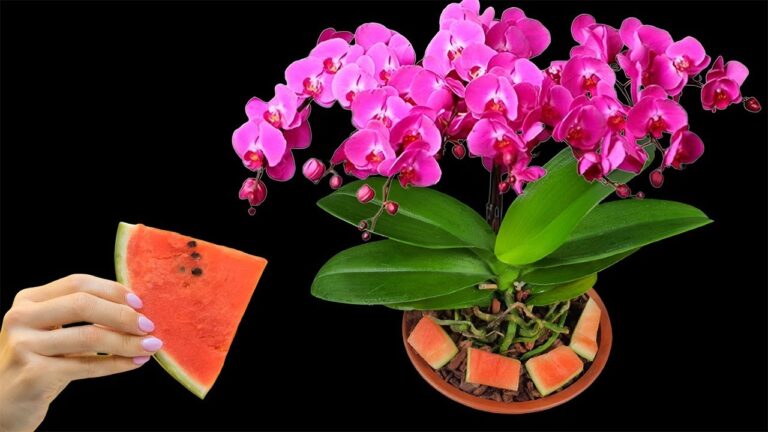 Scopri 5 segreti per far fiorire le orchidee tutto l’anno con l’anguria!