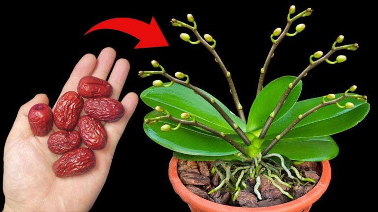 Scopri come un solo frutto fa crescere orchidee e fiorire in abbondanza!