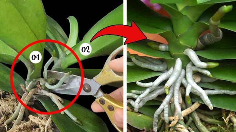 5 segreti per far rifiorire le orchidee e renderle straordinarie!