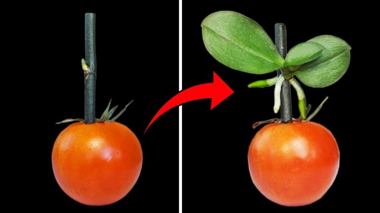 Scopri 5 motivi per piantare orchidee nei pomodori: crescono forti e sane!