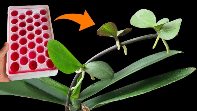 5 tecniche sorprendenti per propagare le orchidee con successo
