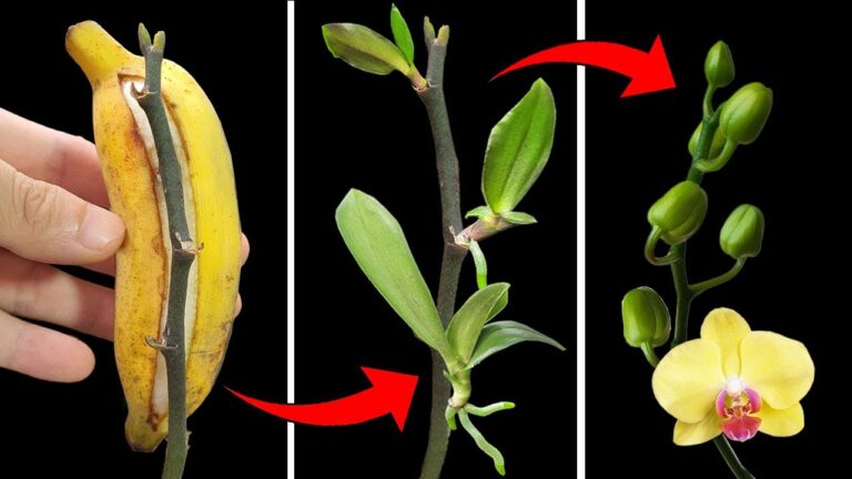 Scopri i 5 segreti per propagare orchidee Phalaenopsis con risultati sorprendenti!