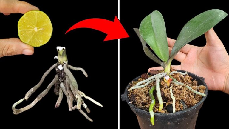 Scopri 5 modi incredibili in cui il limone può rivitalizzare le tue orchidee!