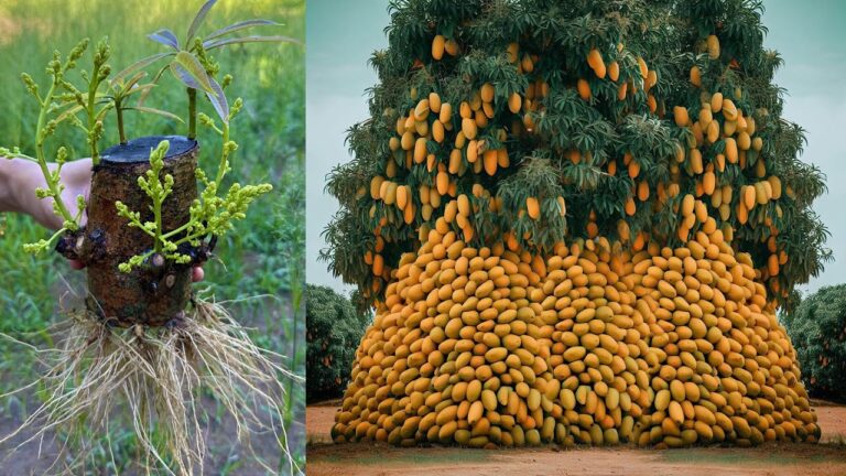 5 Passi per Innestare un Mango e Ottenere Frutti Abbondanti!
