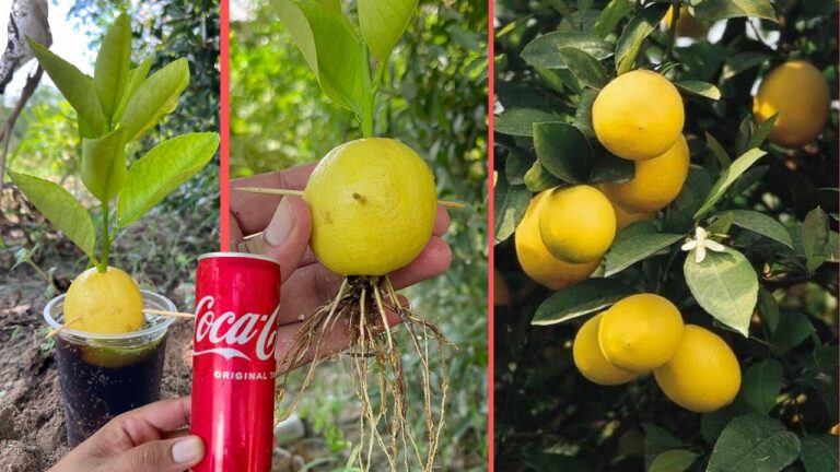 5 trucchi sorprendenti per far crescere limoni e preparare bevande rinfrescanti!