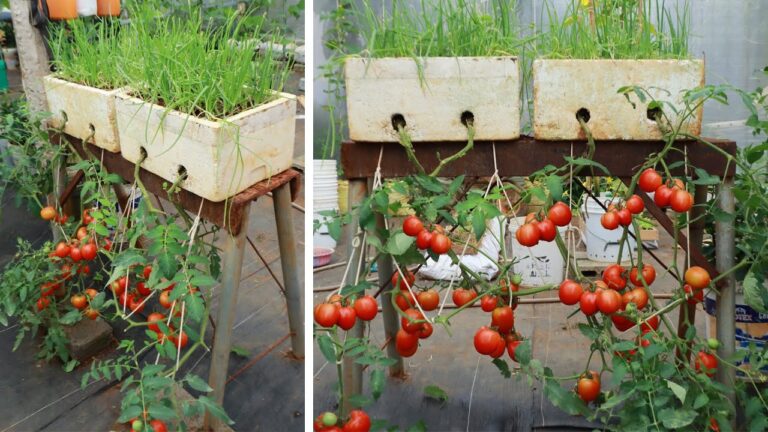 10 motivi per coltivare pomodori capovolti e massimizzare il raccolto!