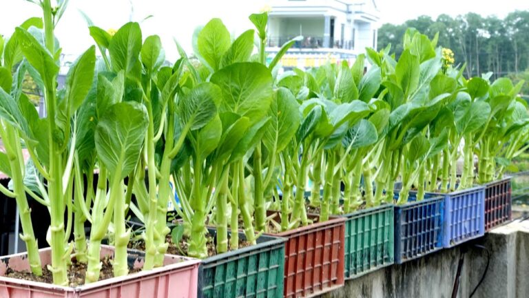 7 Segreti per Coltivare Verdure Deliziose e Nutrienti in Giardino!