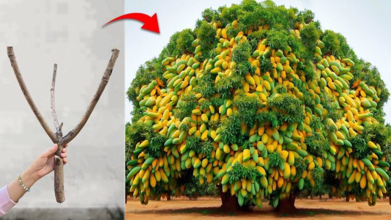 Scopri come innestare 5 frutti per risultati sorprendenti!