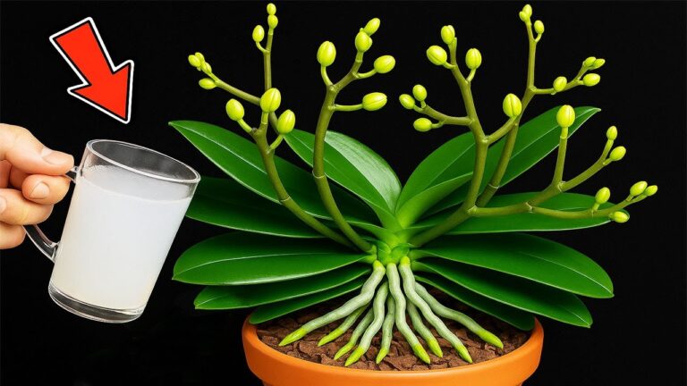 Rivitalizza le tue orchidee con questo magico rimedio e fai fiorire il 500% in più!