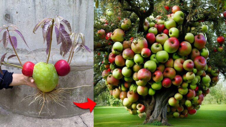 Scopri 5 tecniche per innestare mango e mela con aloe vera e aumentare la tua produzione!