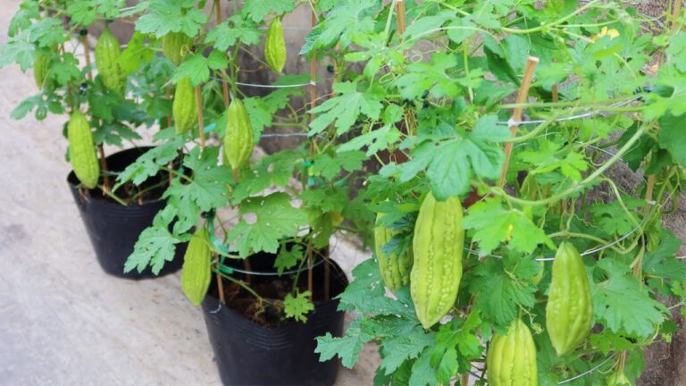 Coltivare 5 passaggi semplici per far crescere il melone amaro dai semi!