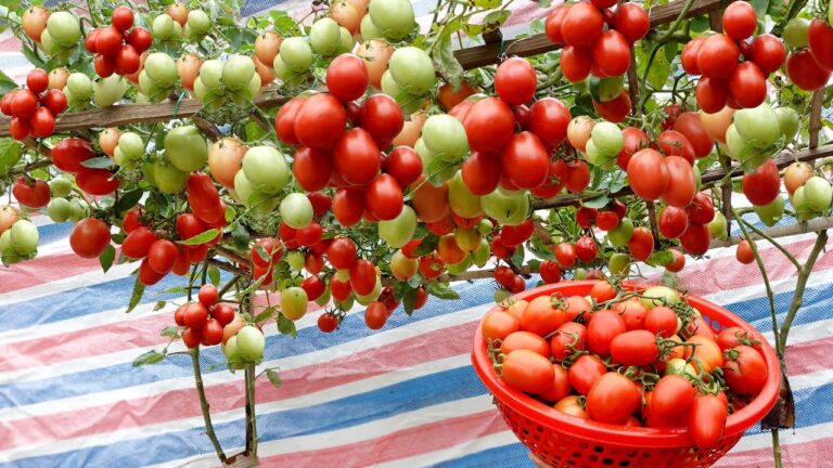 5 Semplici Passi per Coltivare Pomodori in Vasi con Successo