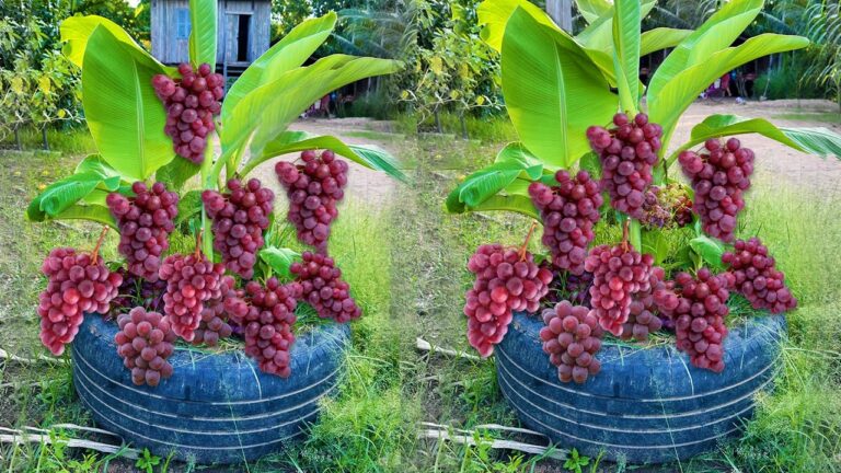 Propaga la banana e stupisciti: 5 frutti in più con questa tecnica!