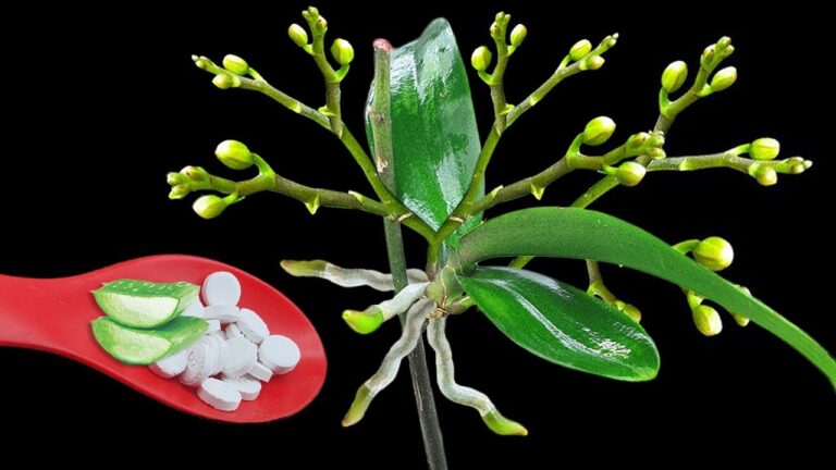 Scopri 5 segreti per far fiorire le orchidee tutto l’anno!