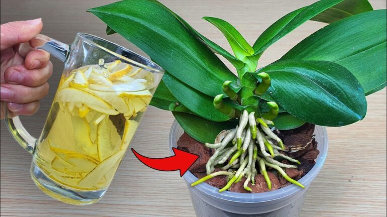 Scopri 1 trucco per far fiorire le orchidee tutto l’anno!