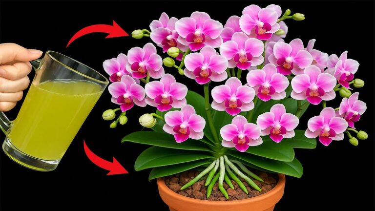 Scopri 5 semplici passi per far fiorire le tue orchidee tutto l’anno!