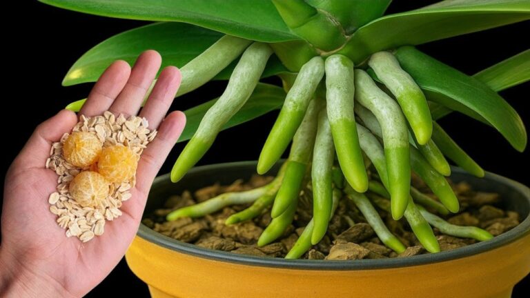 5 segreti per far crescere orchidee più velocemente e farle fiorire subito!
