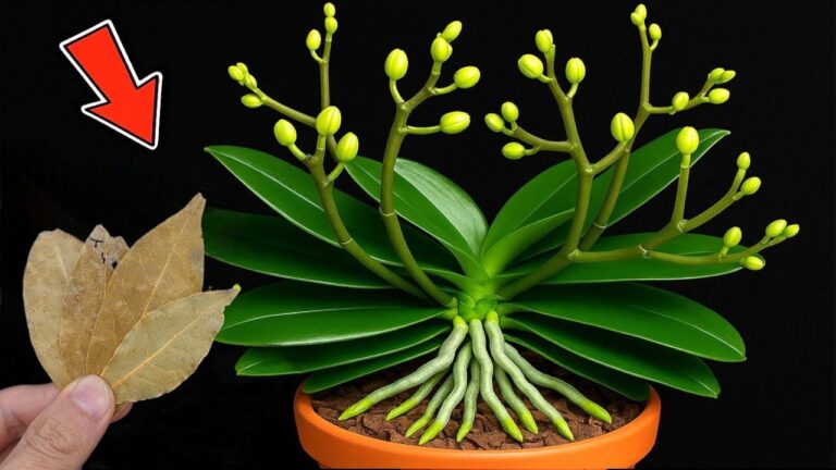 Fai crescere le tue orchidee 300 volte più veloci con questo semplice trucco!
