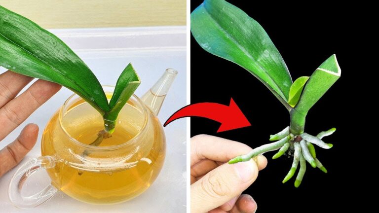 Scopri 5 segreti per far rifiorire le orchidee con acqua magica!