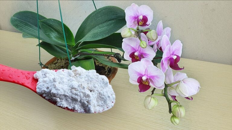 5 Modi per Rivitalizzare Orchidee Morenti con una Polvere Magica!