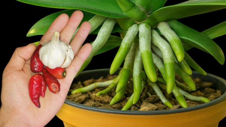 Scopri come 1 bevanda al mese fa rifiorire le tue orchidee!