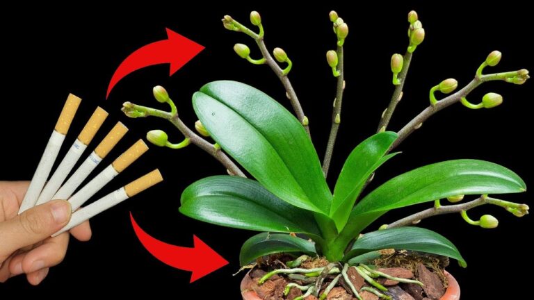 5 trucchi per far crescere orchidee con steli sorprendenti! Scopri come!