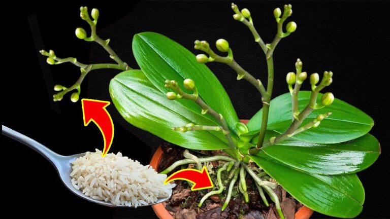 Fai crescere le radici delle orchidee del 500% con 1 cucchiaio di questo!
